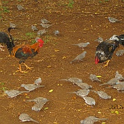 Picture 001
